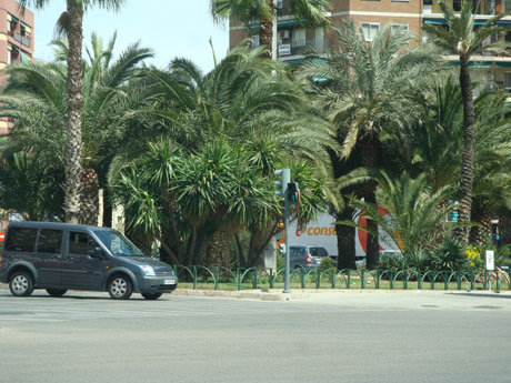 Palmen in ibiza foto