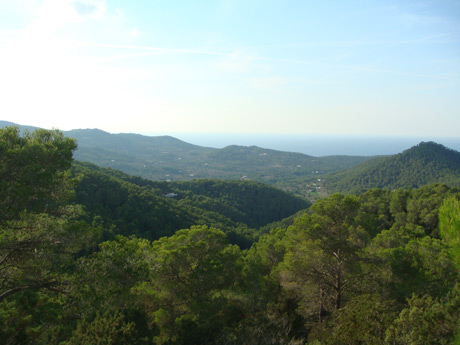 Mountain forest ibiza photo