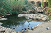 Ducks And Migratory Birds Ibiza