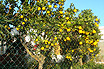 Orange Trees Ibiza