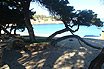 Tropical Trees On The Beach Ibiza